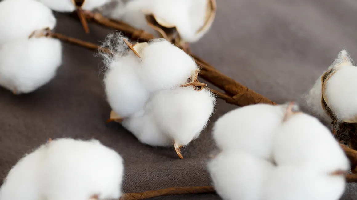 Photo: Cotton blossoms on a branch