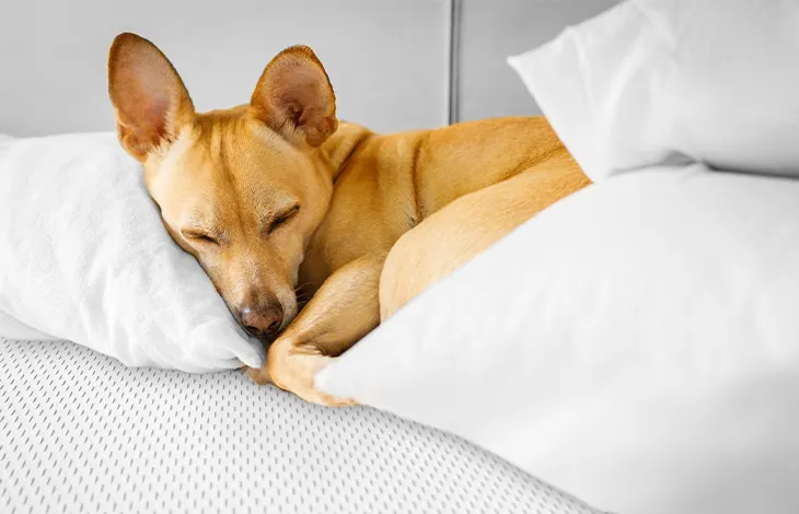 Foto: Ein Hund liegt zusammengerollt zwischen Kissen und Bettdecke auf einer Matratze.