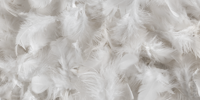 Close-up of soft down feathers with a fine, airy texture.
