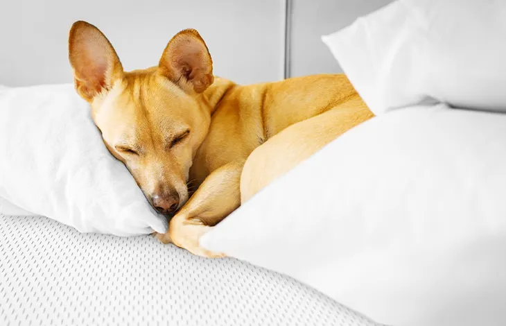 Photo: A dog lies curled up between pillows and a duvet on a mattress.