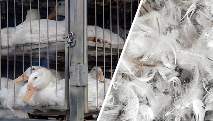 Split image: Ducks in a cage on the left, duck feathers and down on the right.
