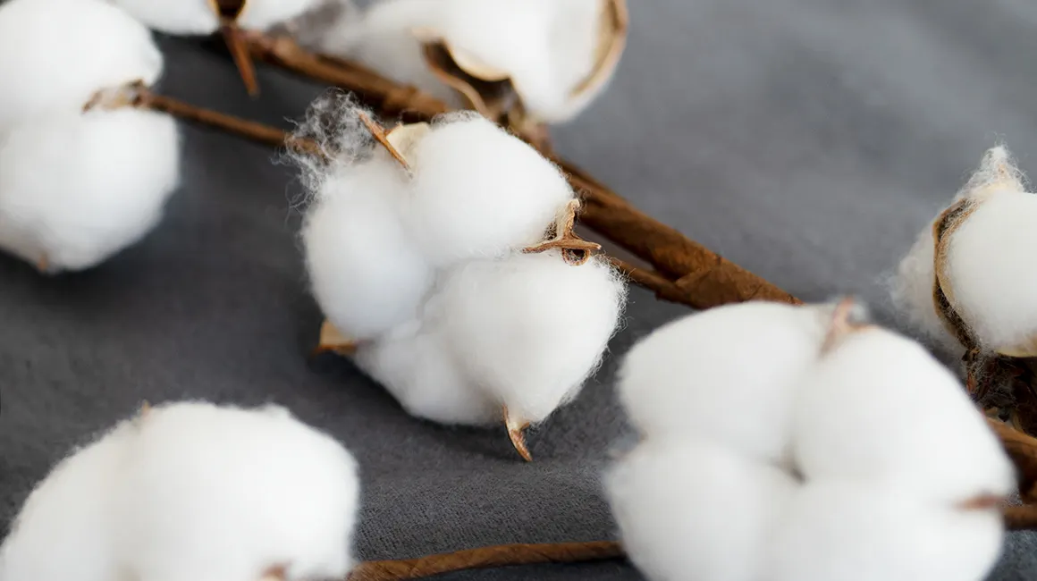 Photo: Cotton blossoms on a branch