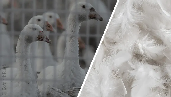 Ein zweigeteiltes Foto: Links Gänse eines Zuchtbetriebs hinter einem Zaun, rechts eine Nahaufnahme von Daunen.
