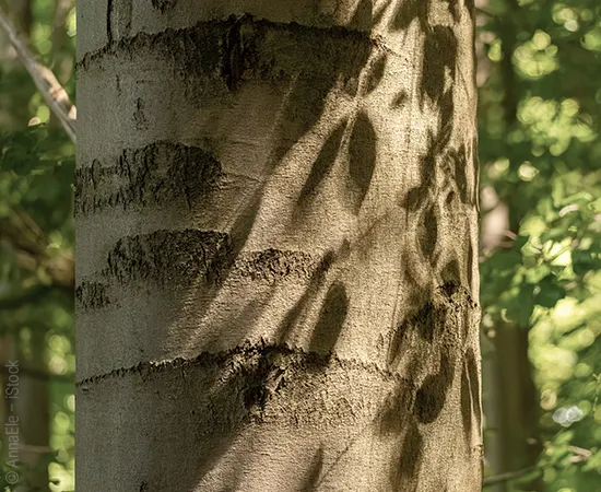 A beech tree trunk. The sun casts leaf-shaped shadows onto the dark trunk