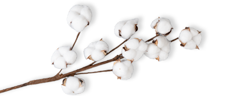 Foto: Zweig einer Baumwollpflanze. Die Blüten sind bauschig und ähneln Wattebällchen.