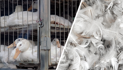 Ein zweigeteiltes Foto: Links Gänse eines Zuchtbetriebs hinter einem Zaun, rechts eine Nahaufnahme von Daunen.