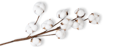 Foto: Zweig einer Baumwollpflanze. Die Blüten sind bauschig und ähneln Wattebällchen.